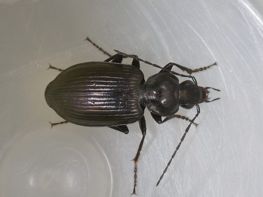 Agonum viduum